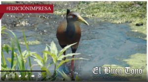 Avistan 28 especies de aves; riqueza en El Chirimoyo