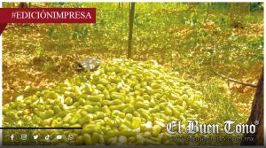 Reportan pérdidas de chayote; toneladas terminan tiradas