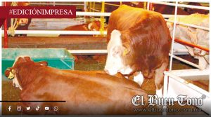 Sube robo de ganado; en las Altas Montañas