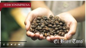 Recupera el café su brillo; respiro en el campo