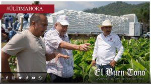 IXTACZOQUITLÁN IMPULSA PRODUCCIÓN DE PLÁTANO MORADO CON VISIÓN DE EXPORTACIÓN