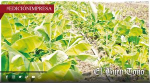 Ixtac impulsa al plátano morado; con visión de exportación