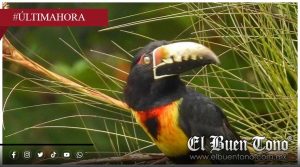 Avistan parvada de tucancillos collarejos en Ixtaczoquitlán