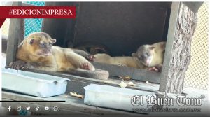 Cría de martucha mvrió αg0nizαndo; desmienten versión oficial