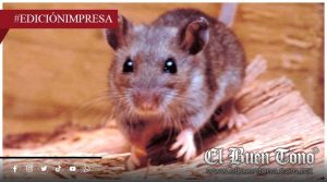 Hantavirus tiene alta letalidad; acecha amenaza sin antídoto