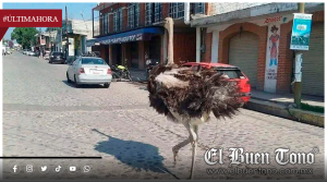 MUERE AVESTRUZ QUE SE VOLVIÓ VIRAL TRAS ESCAPAR Y RECORRER LAS CALLES DE TEPOTZOTLÁN