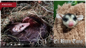 COLECTIVOS ANIMALISTAS PIDEN PROTEGER TLACUACHES Y ARMADILLOS EN ORIZABA