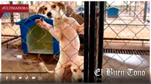 AYUNTAMIENTO CONVIERTE EL CENTRO DE SALUD ANIMAL EN NEGOCIO:  LLEVA RECAUDADO MÁS DE 73 MIL PESOS