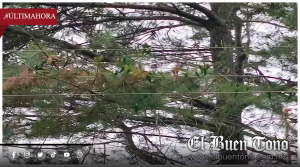RAMAS DE ÁRBOL AFECTAN CABLES DE ALTA TENSIÓN Y DEJAN SIN LUZ A VIVIENDAS EN SANTA CRUZ, TEQUILA