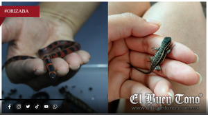 COLECTIVOS ANIMALISTAS PROMUEVEN RESPETO A FAUNA SILVESTRE EN TEMPORADA DE LLUVIAS