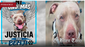 Convocan marcha en Veracruz para exigir justicia por la muerte de Benji, perro pitbull