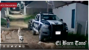 Fiscalía de Veracruz investiga presunto enven3n4miento de 14 perros en Xalapa