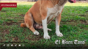 Cru3ldad contra un perro exhibe fracaso familiar y social: Diócesis de Orizaba