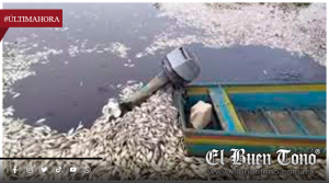 SEDEMA, CONAGUA y Ayuntamiento de Alvarado atienden afectaciones por mortandad de peces