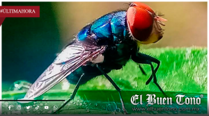 Abrirán planta de mosca estéril contra el gusano barrenador en Chiapas