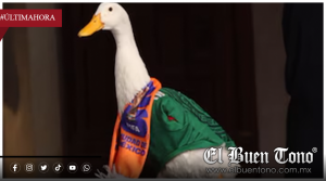 Pato “Merlín” registra su imagen ante el IMPI y su popularidad ya llega al Centro Histórico
