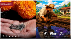San Juan Bautista marca el arranque de la siembra del cempasúchil en la región centro de Veracruz; ciclo clave para el Día de Muertos