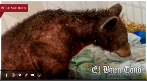 Muere la osa “Mina” nueve meses después de ser rescatada de un zoológico en Nuevo León