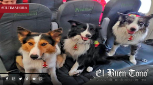 BINOMIOS CANINOS MEXICANOS EN VENEZUELA: 22 PERROS RESCATISTAS QUE BUSCAN VIDA ENTRE LOS ESCOMBROS