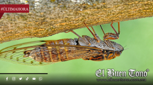 LA CHICHARRA NO DESTRUYE TUS PLANTAS: EL INSECTO QUE VIVE AÑOS OCULTO Y SOLO SEMANAS BAJO EL SOL