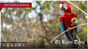 Guacamaya roja vuelve a nacer en libertad tras casi 200 años de ausencia en Brasil