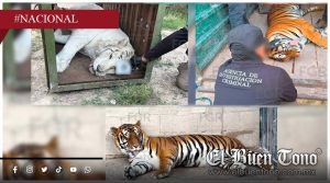 FGR asegura tigres, ocelote, lince y 32 equinos en operativo en Durango