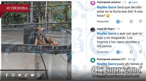 VIDEO|Abandonan a mascota bajo la lluvia; regidora Nayibe Sacre se justifica: ‘El animal sube y baja libremente’