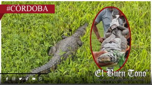 Capturan cocodrilo en Chaparral; será entregado a PROFEPA para su resguardo