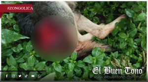 Impunidad y normalización de la v¡olencia: El @taque a un perro en Zongolica expone la fragilidad del tejido social