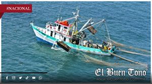 Camarón ilegal de Ecuador pone en ‘jaque’ a productores mexicanos; alertan riesgo de quiebra