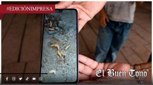 Aumentan casos de gusano barrenador en EU pese a esfuerzos binacionales para contener la plaga