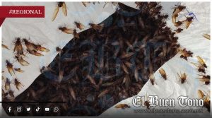 Madrugada de recolección: Habitantes de Paso del Macho salen a juntar chicatanas para salsas y platillos regionales