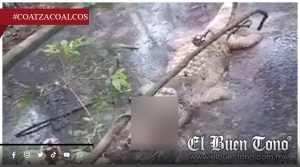Denuncian mverte de cocodrilos y abandono de fauna en reserva de empresa de Coatzacoalcos