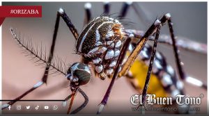 Alerta por dengue: Médico llama a prevenir criaderos y proteger a niños y mascotas