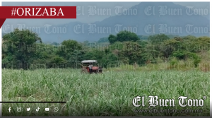 El campo mexicano en crisis: la quiebra de ingenio y precios de miseria evidencian el abandono gubernamental