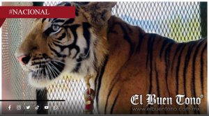 Tigre escapa de centro de resguardo en Edomex; activan operativo y emiten alerta a la población
