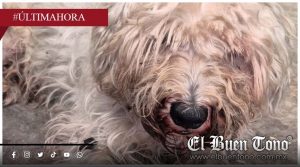 Vecinos de Cuitláhuac alertan sobre perros abandonados y urgen a las autoridades municipales a actuar