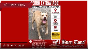 Buscan a “Canelo”, pitbull extraviado en la Unidad Antorchista