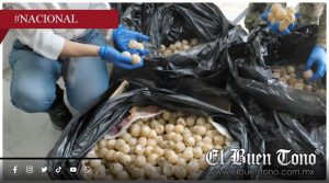 Incautan más de 11 mil huevos de tortuga marina en operativo en Colima