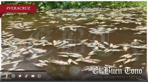 Alarma ambiental en el Papaloapan: mueren miles de peces en Veracruz
