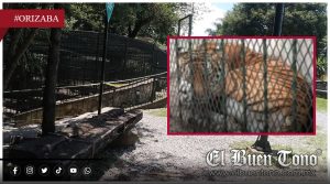 Mvere tigresa tras meses de visibles problemas de salud; señalan falta de especialistas en fauna silvestre y exigen intervención federal