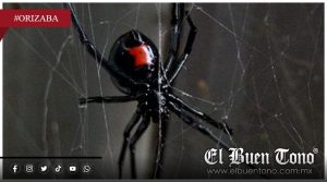 Atienden reportes por presencia de araña viuda negra en San Manuel