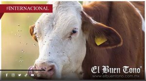 EU registra 12 casos de gusano barrenador en solo 10 días