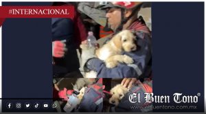 Perro rescatado con vida entre escombros en Caracas se vuelve símbolo de esperanza