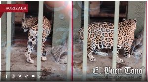 VIDEO|Devuelven a Yago mvtilado y crecen sospechas de negligencia en la UMA