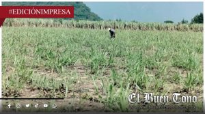 Hongo amenaza cultivos de caña; afecta al 80% de parcelas
