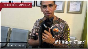 Gusano Barrenador se sale de control; advierten que podría convertirse en epidemia