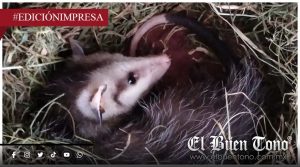 Ataques contra la fauna silvestre; urgen proteger a especies nativas