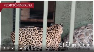 Yago: otro animal torturado en UMA; jaguar reaparece sin cola y con heridas