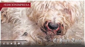 Animales pagan la indiferencia; Alcaldesa omisa ante maltrato